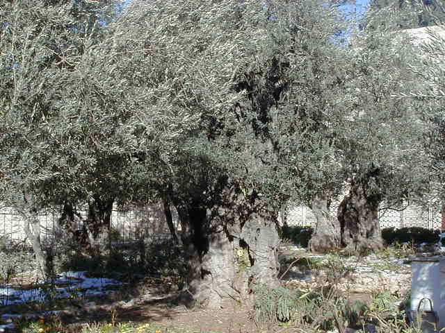 橄欖樹（三）